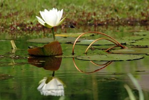White Water Lily